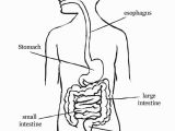 Digestive System Coloring Page for Kids Digestive System Coloring Page Coloring Home