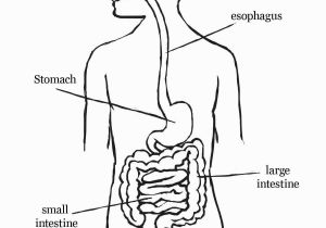 Digestive System Coloring Page for Kids Digestive System Coloring Page Coloring Home