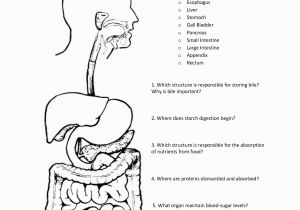 Digestive System Coloring Page for Kids Digestive System Coloring Page Coloring Home