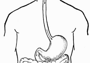 Digestive System Coloring Page for Kids Digestive System Coloring Page Coloring Pages for Kids