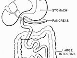 Digestive System Coloring Page for Kids Digestive System Coloring Page