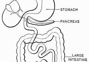 Digestive System Coloring Page for Kids Digestive System Coloring Page