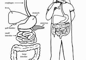 Digestive System Coloring Page for Kids Digestive Tract Coloring Page Elementary