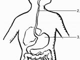 Digestive System Coloring Page for Kids Image Result for Label the Digestive System for Grade 4