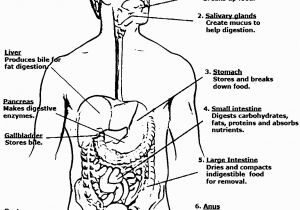 Digestive System for Kids Coloring Pages Coloring Pages Digestive System Coloring Home