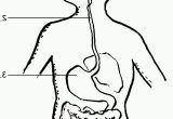 Digestive System for Kids Coloring Pages Digestive System Coloring Page Coloring Home