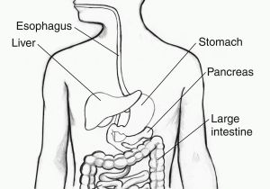 Digestive System for Kids Coloring Pages Digestive System Coloring Page Coloring Home
