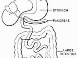 Digestive System for Kids Coloring Pages Digestive System Coloring Page