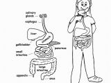 Digestive System for Kids Coloring Pages Digestive System organs Coloring Page Younger Students