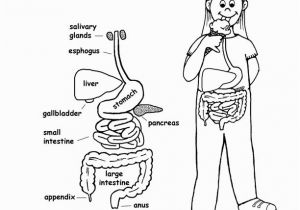 Digestive System for Kids Coloring Pages Digestive System organs Coloring Page Younger Students
