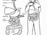 Digestive System for Kids Coloring Pages Digestive Tract Coloring Page Elementary