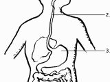 Digestive System for Kids Coloring Pages organ Systems Unlabelled Diagrams Google Search