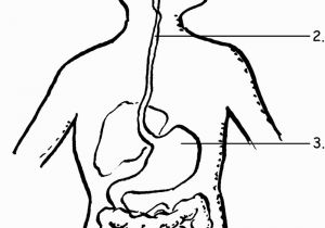 Digestive System for Kids Coloring Pages organ Systems Unlabelled Diagrams Google Search