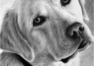 Dog Coloring Pages that Look Real 1046 Best Woodburning Ideas Dog Images On Pinterest