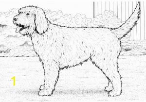 Dog Coloring Pages that Look Real Cockapoo Dog