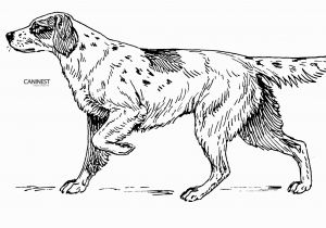 Dog Coloring Pages that Look Real Dog Breed Coloring Pages 2