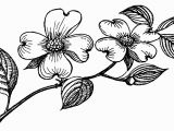 Dogwood Tree Coloring Page Free Dogwood Cliparts Download Free Clip Art Free Clip Art On