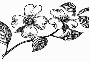 Dogwood Tree Coloring Page Free Dogwood Cliparts Download Free Clip Art Free Clip Art On