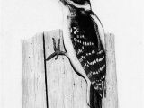Downy Woodpecker Coloring Page 28 Downy Woodpecker Coloring Page