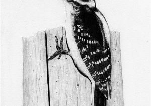 Downy Woodpecker Coloring Page 28 Downy Woodpecker Coloring Page