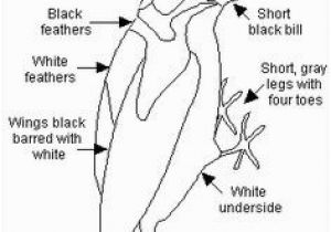 Downy Woodpecker Coloring Page 43 Best Downy Woodpecker Project Images On Pinterest