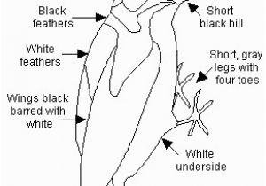 Downy Woodpecker Coloring Page Downy Woodpecker Printout Enchantedlearning