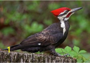 Downy Woodpecker Coloring Page Fun Facts About Woodpeckers Bird Trivia