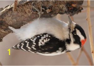 Downy Woodpecker Coloring Page Gallery Of north American Woodpeckers