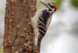 Downy Woodpecker Coloring Page Gallery Of north American Woodpeckers