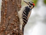 Downy Woodpecker Coloring Page Gallery Of north American Woodpeckers