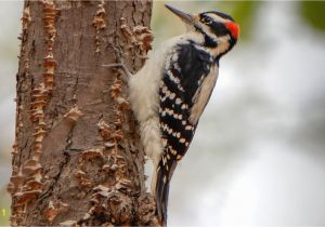 Downy Woodpecker Coloring Page Gallery Of north American Woodpeckers