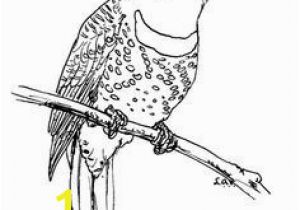 Downy Woodpecker Coloring Page Pileated Woodpecker Coloring Page Elegant Downy Woodpecker Coloring