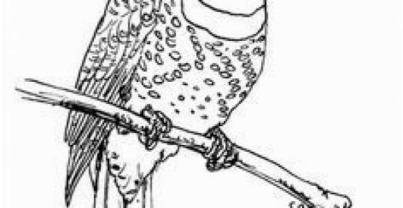 Downy Woodpecker Coloring Page Pileated Woodpecker Coloring Page Elegant Downy Woodpecker Coloring