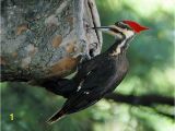 Downy Woodpecker Coloring Page Woodpecker