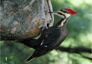 Downy Woodpecker Coloring Page Woodpecker