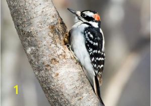 Downy Woodpecker Coloring Page Yellow Bellied Sapsucker Identification All About Birds Cornell