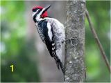 Downy Woodpecker Coloring Page Yellow Bellied Sapsucker Identification All About Birds Cornell