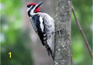 Downy Woodpecker Coloring Page Yellow Bellied Sapsucker Identification All About Birds Cornell