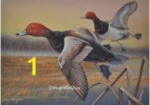 Duck Hunting Wall Murals 45 Best Redhead Duck Images