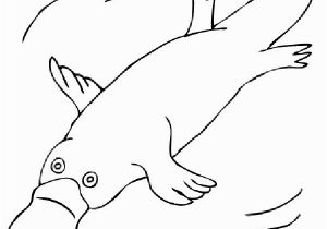 Duckbill Platypus Coloring Page Duck Billed Platypus Coloring Page Duckbill