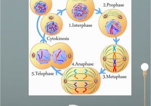 Educational Wall Murals for Schools Amazon Wallmonkeys Mitosis and Cell Cycle Wall Mural