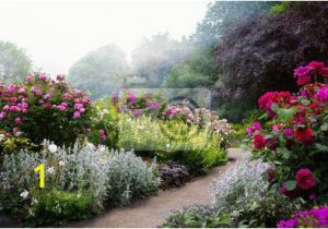 English Garden Wall Murals Art Flowers In the Morning In An English Park Wall Mural