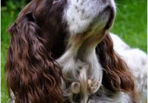 English Springer Spaniel Coloring Pages 1877 Best English Springer Spaniel Images