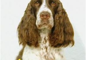 English Springer Spaniel Coloring Pages 81 Best Springers Images In 2018