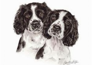 English Springer Spaniel Coloring Pages 881 Best Springer Spaniel Images On Pinterest In 2018