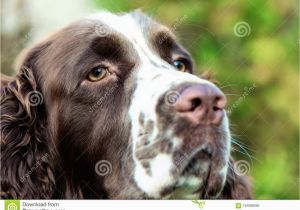 English Springer Spaniel Coloring Pages Muzzle A Dog Close Up Focus Eyes Stock Image Image Of Puppy