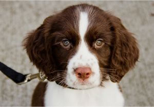 English Springer Spaniel Coloring Pages the English Springer Spaniel the Happy Puppy Site