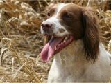 English Springer Spaniel Coloring Pages the English Springer Spaniel the Happy Puppy Site