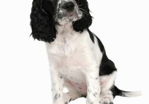 English Springer Spaniel Coloring Pages the English Springer Spaniel the Happy Puppy Site