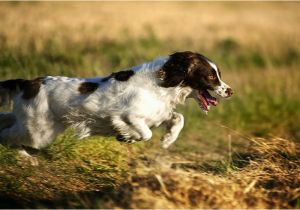 English Springer Spaniel Coloring Pages the English Springer Spaniel the Happy Puppy Site